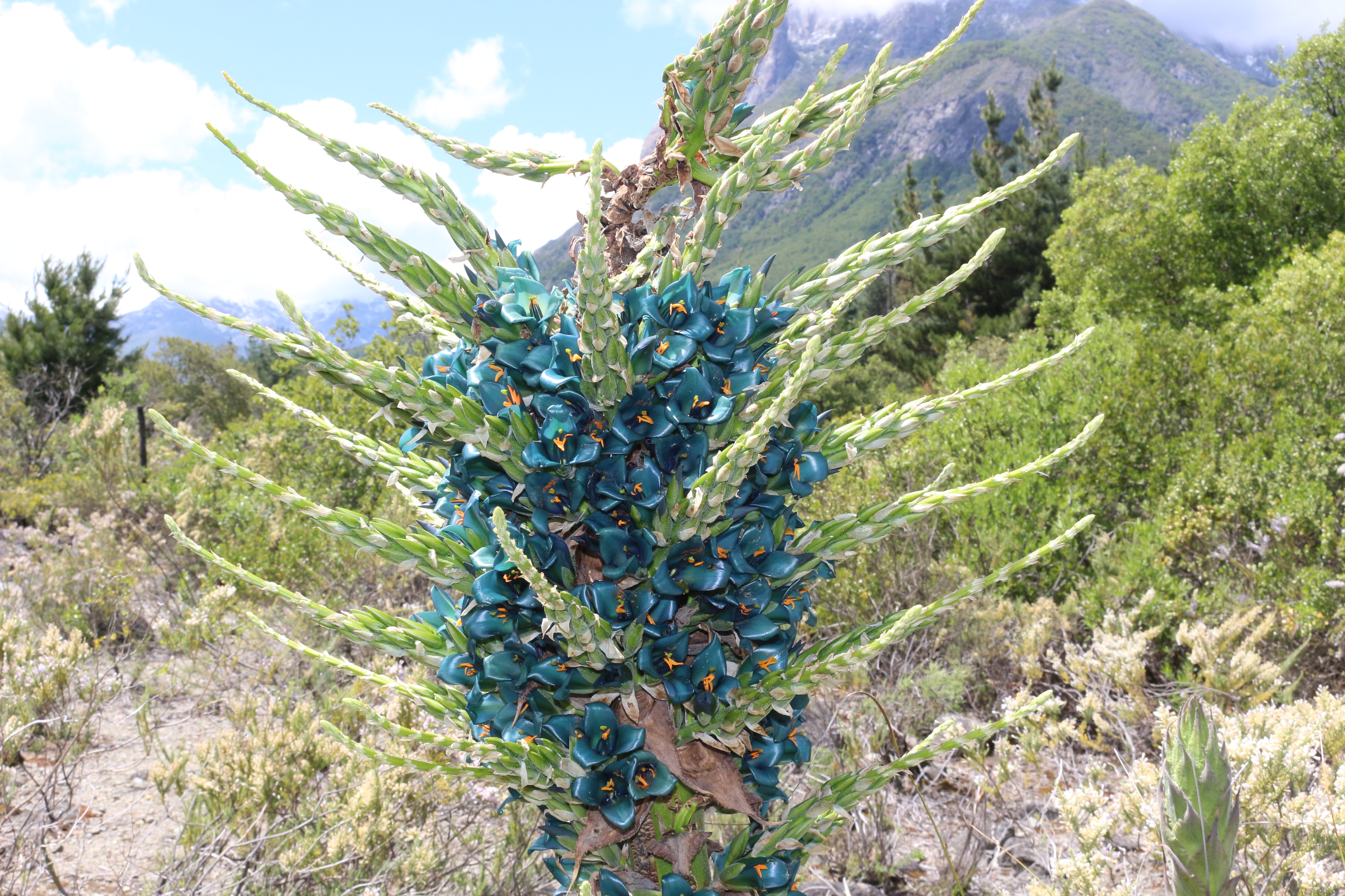 Пуйя Раймонда (Puya raimondii)