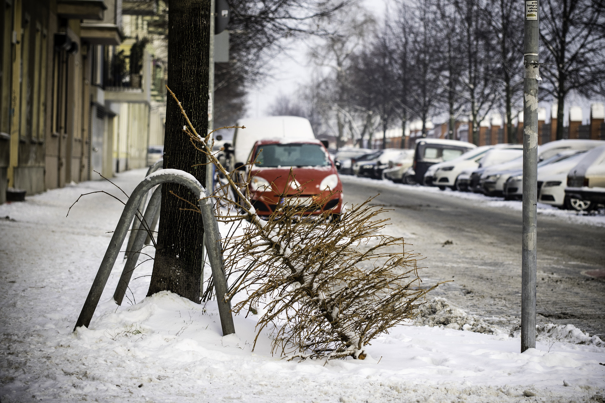 Last tree standing