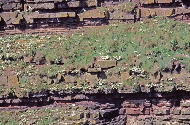 File:Rock Strata Geo of Sclaites, Duncansby, Caithness - geograph.org.uk - 728479.jpg