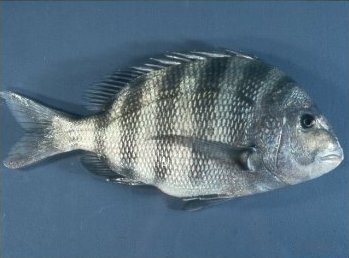 Файл:Sheepshead.jpg