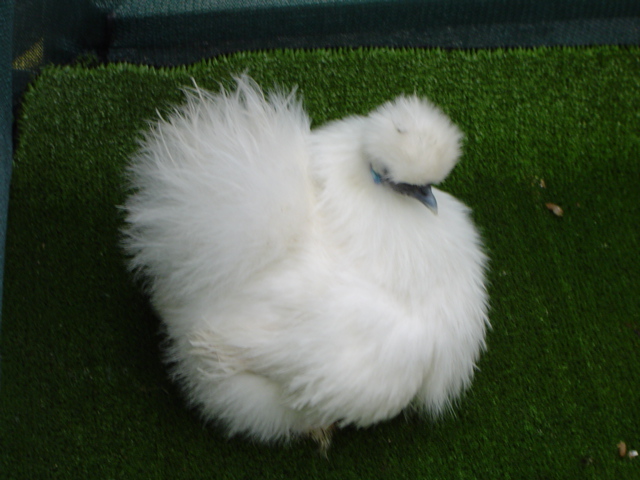 File:Silkie full side.jpg