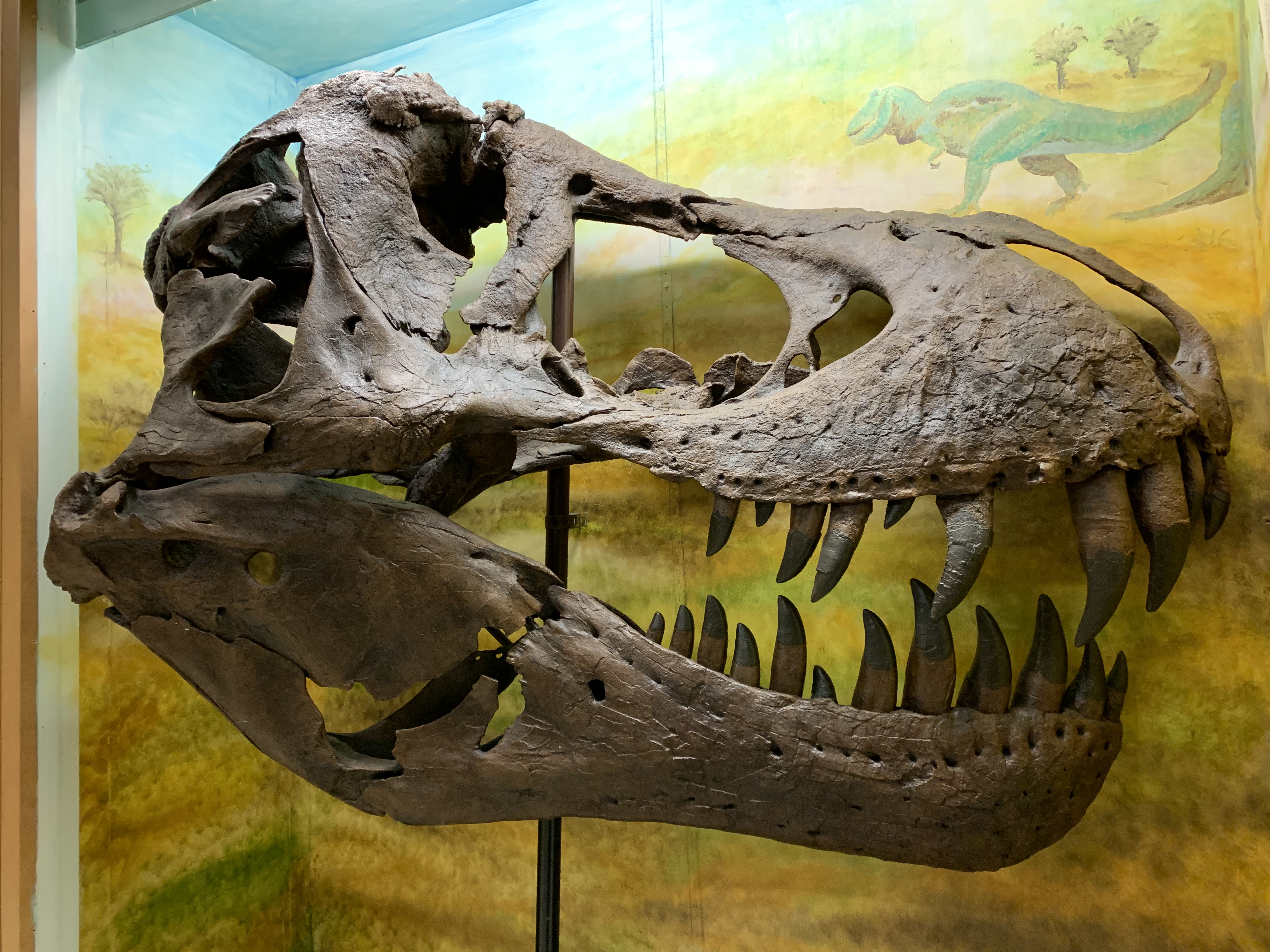 Tyrannosaurus - Wikipedia