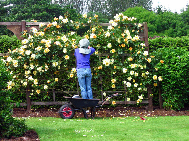 The Rose Garden at Drum Castle - geograph.org.uk - 524831