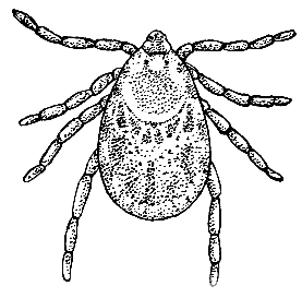 File:Tick (PSF).png