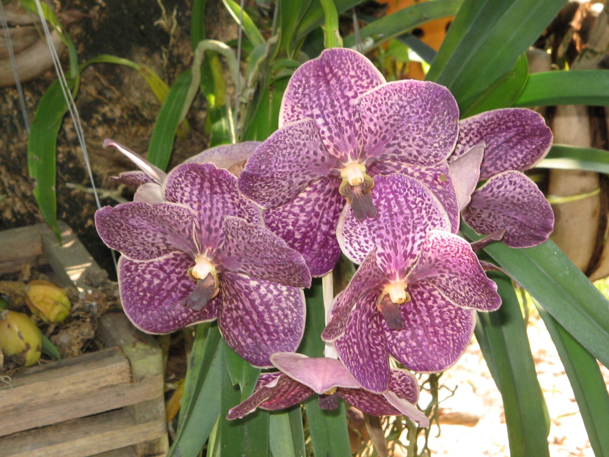 Vanda Rothschildiana — Wikipédia