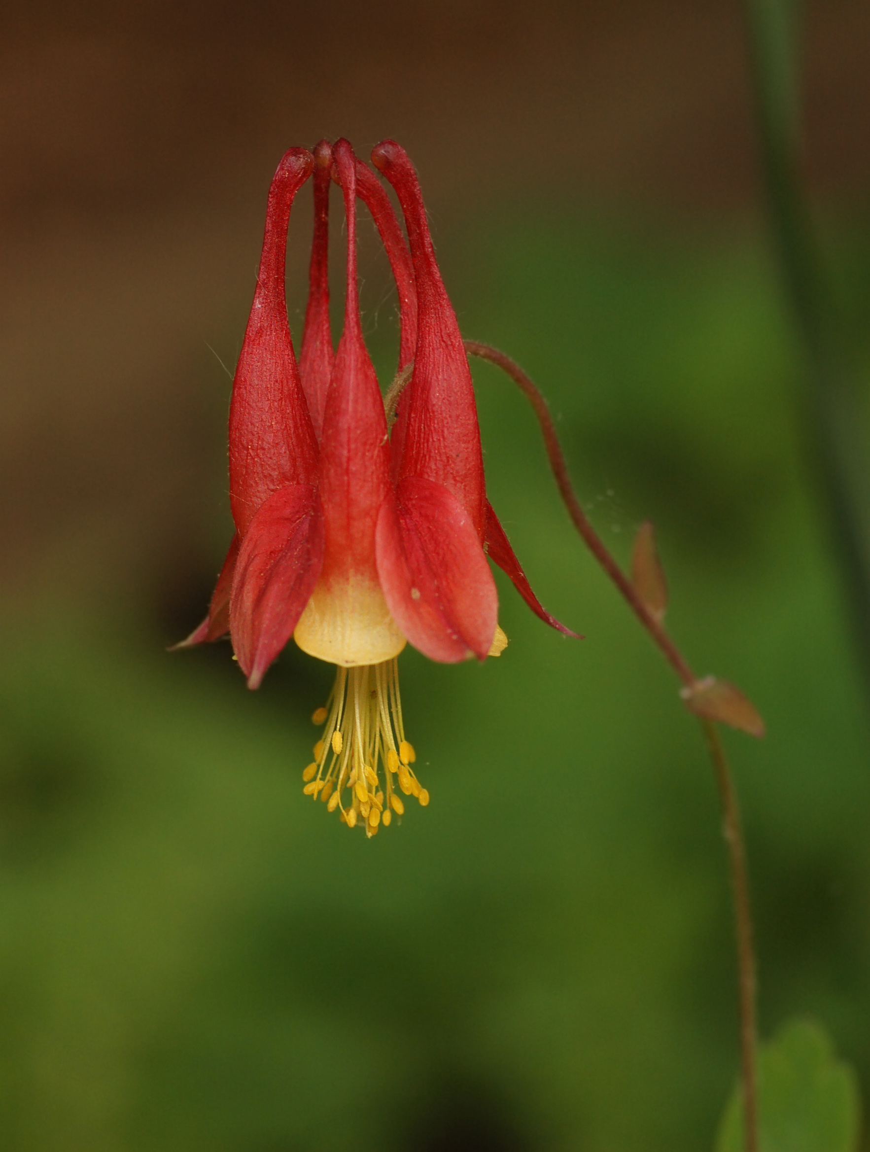 File Wild Columbine Aquilegia Canadensis Flower 1765px Jpg Wikimedia Commons
