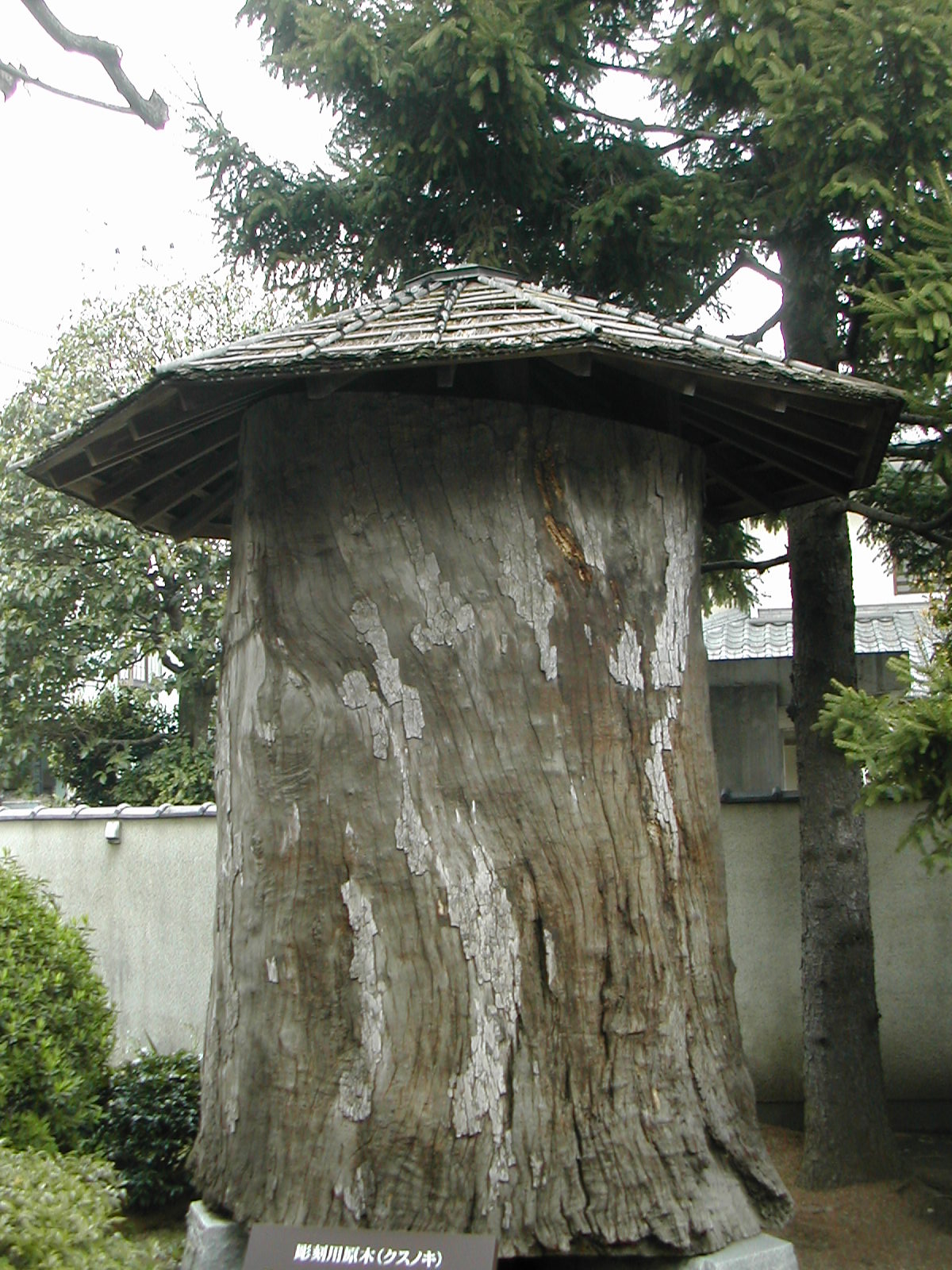 File:小平市平櫛田中彫刻美術館彫刻用原木.JPG - Wikimedia Commons