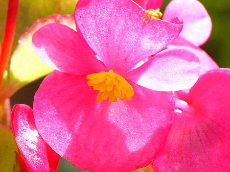 File:041023begonia3.jpg