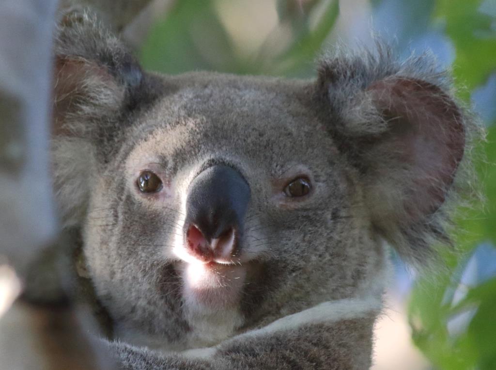 Koala - Wikipedia