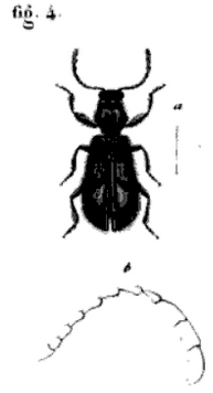 <i>Muisca</i> (beetle) Genus of beetles