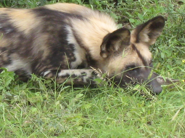 File:African Wild Dog (7669990632).jpg