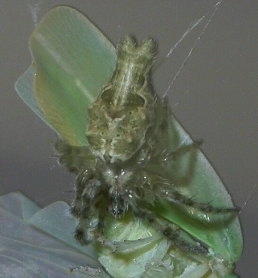 Allocyclosa bifurca (female)