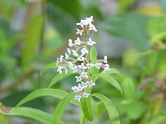 Verveine citronnelle Aloysia triphylla Lippia citriodora Meilland