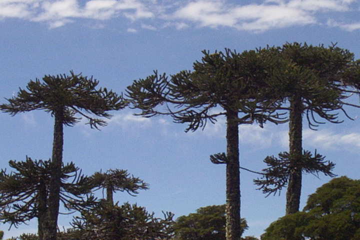 File:Araucarias notables - panoramio.jpg