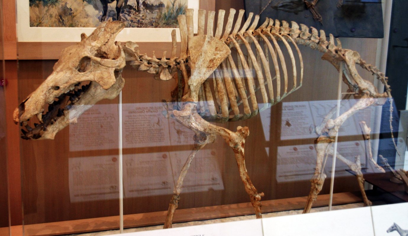 prehistoric predators archaeotherium