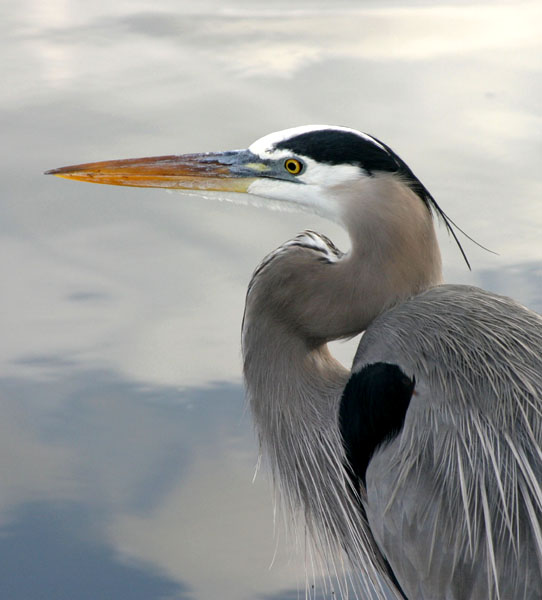 File:Ardea herodiasPCCA20060128-2118B.jpg