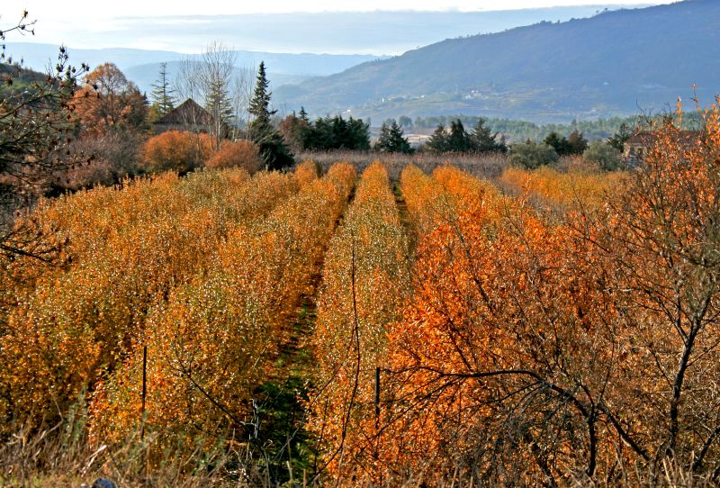 File:Autumn Composition (2102464842).jpg