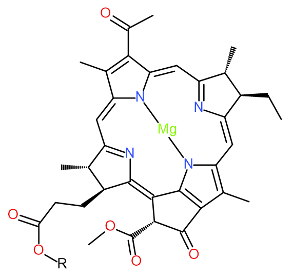 File:Bacteriochlorophyllide a.png