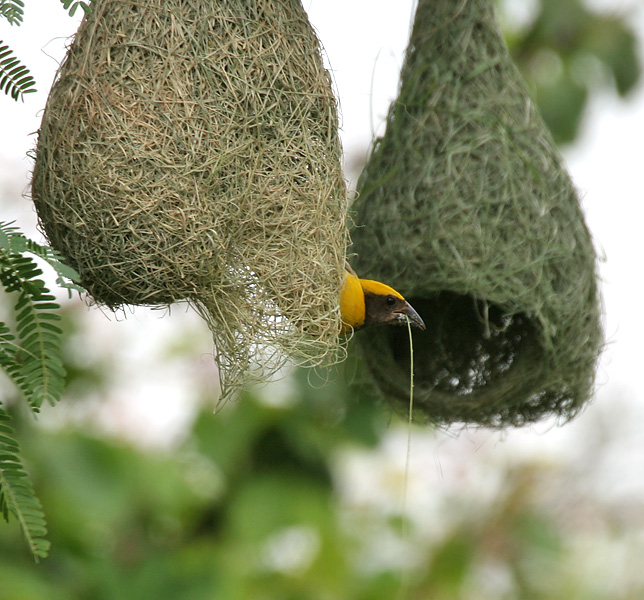 File:Baya Weaver (Ploceus philippinus)- Male making nest W IMG 0657.jpg