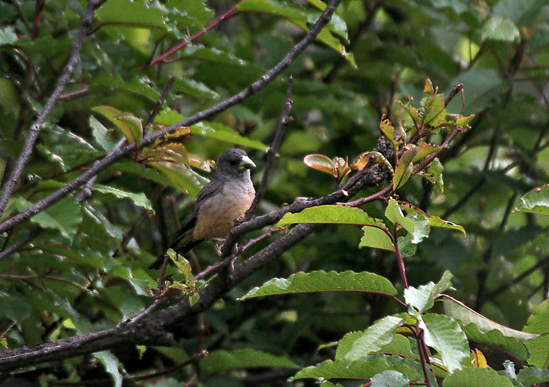 File:Black-&-Yellow Grosbeak (Female) I IMG 7370.jpg