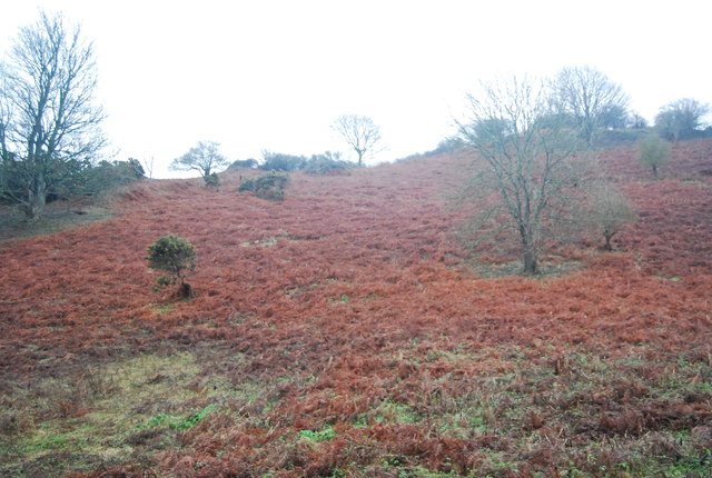 File:Bracken covered hillside - geograph.org.uk - 2870979.jpg