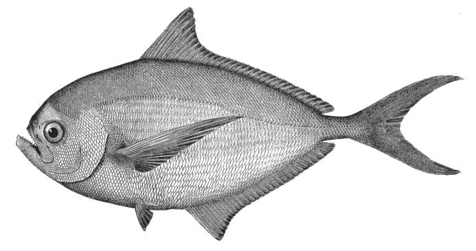 indian pomfret fish