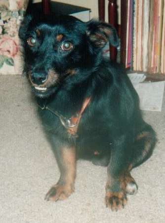 File:Brandy the dog.jpg