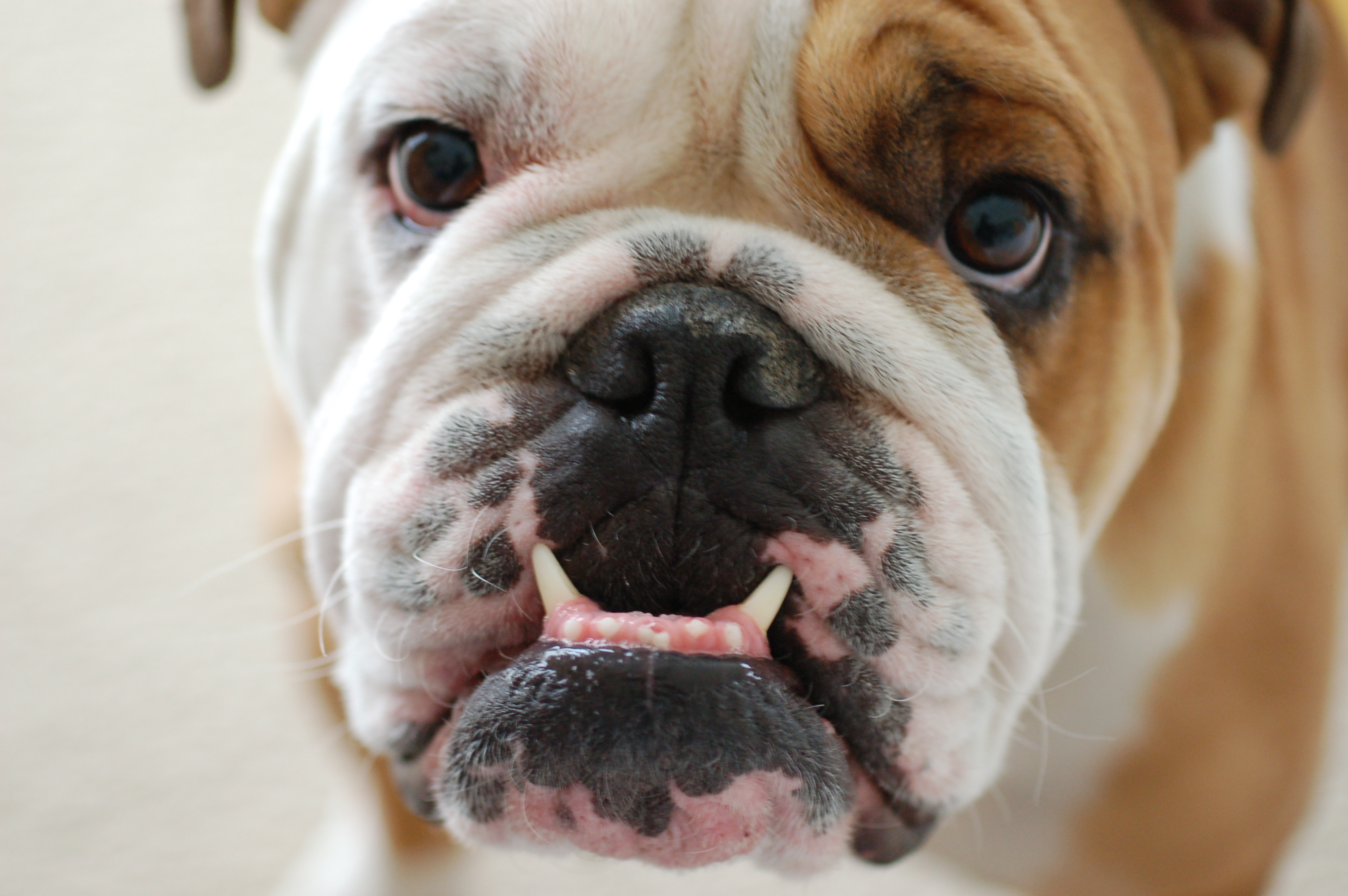 brachycephalic dogs