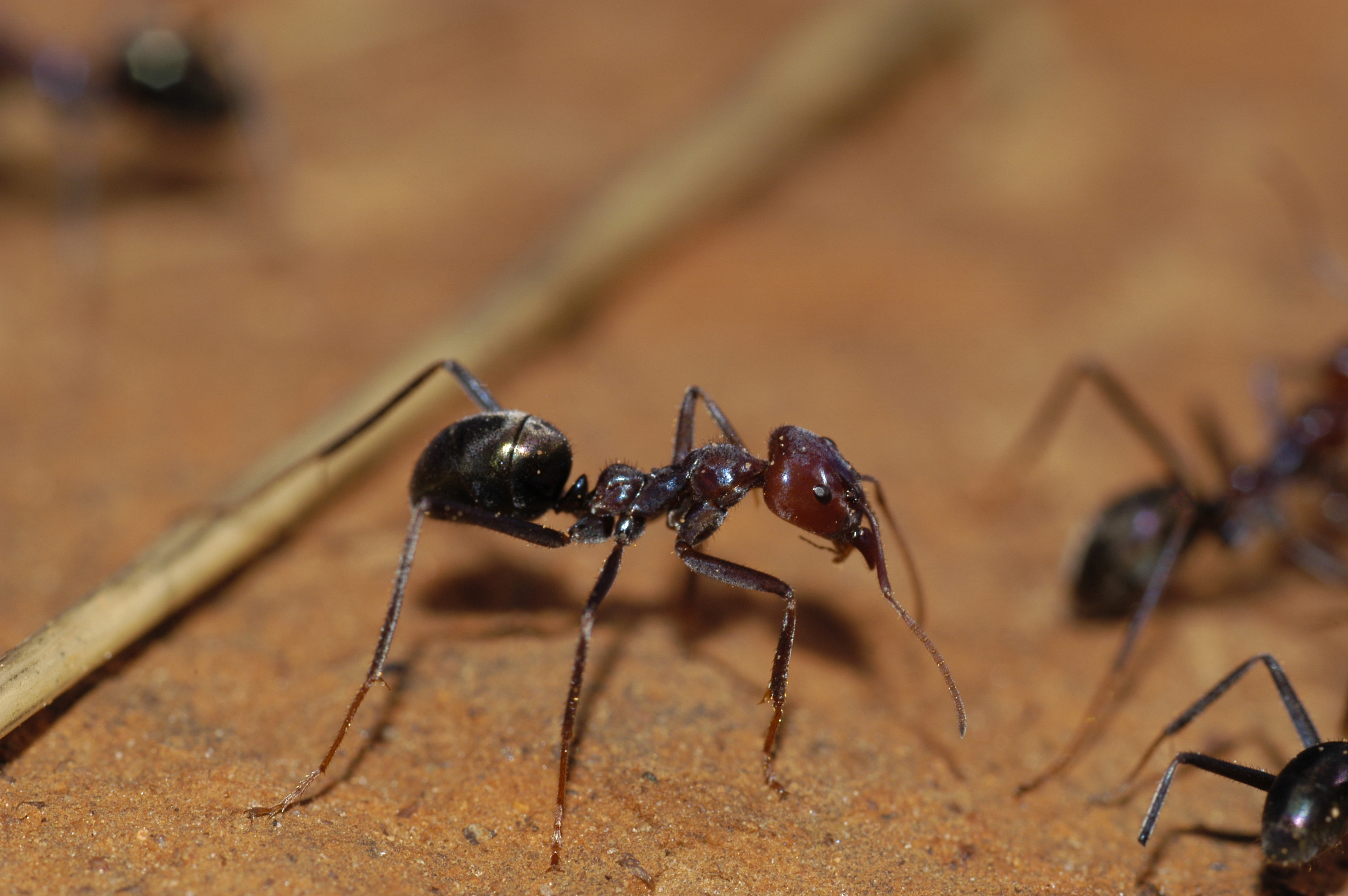 В африке водятся муравьи которые устраивают. Муравьи Iridomyrmex. Iridomyrmex purpureus. Iridomyrmex anceps муравьи. Mastotermes darwiniensis.