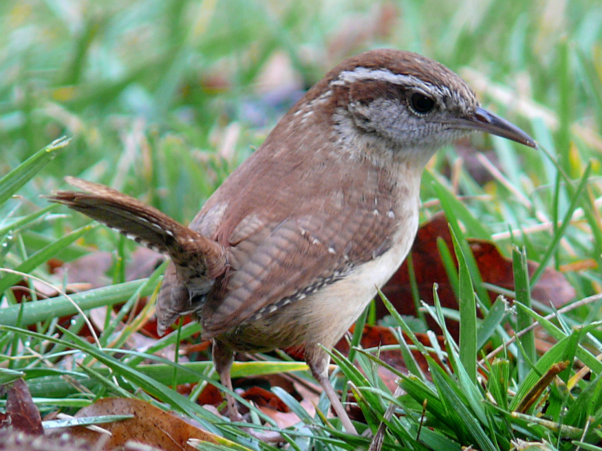 North Carolina Bird Chart