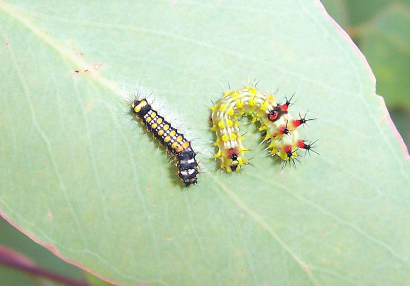 File:Caterpillars@2nd&3rd stage.jpg