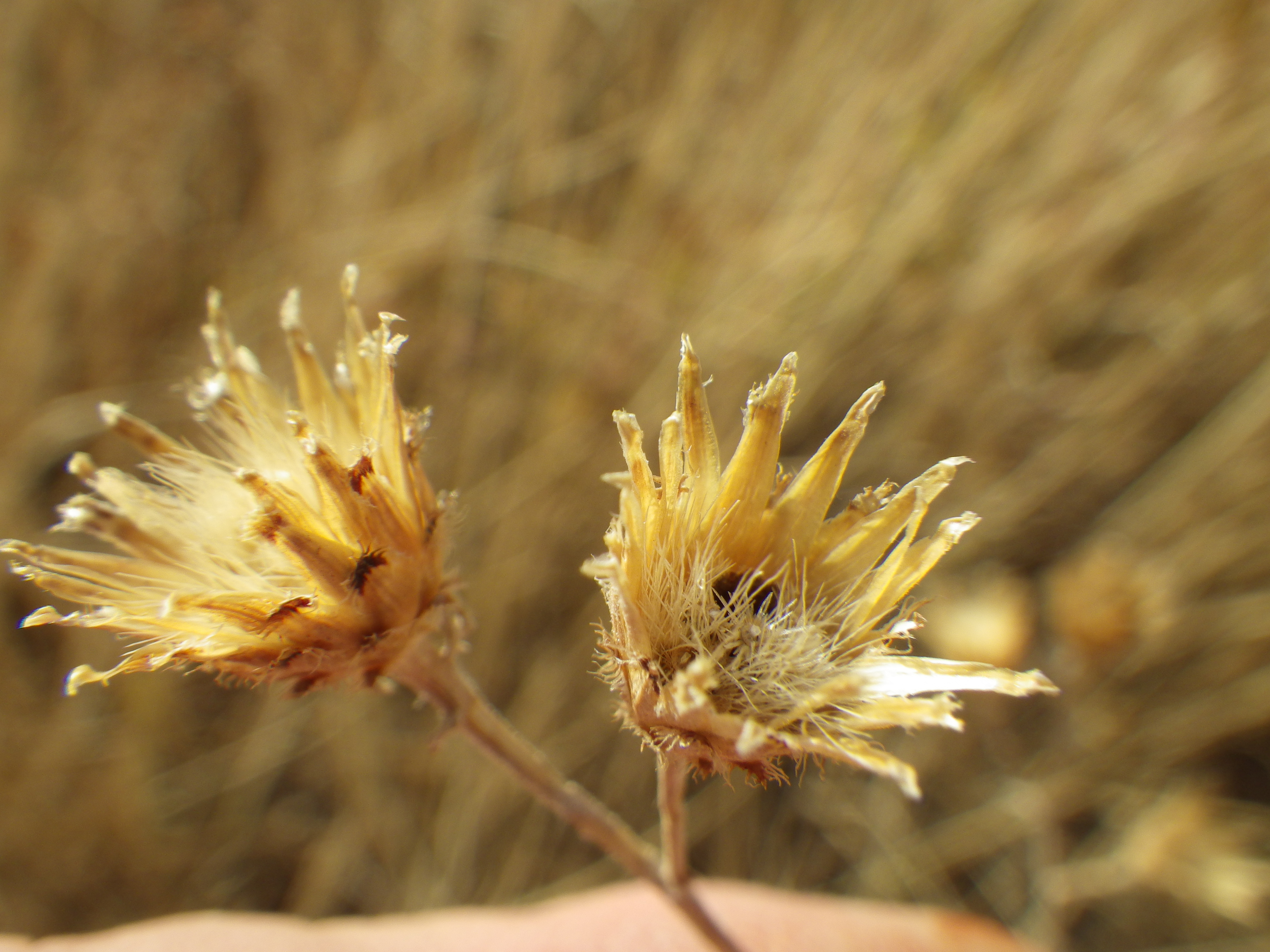 Centaurea Caspia