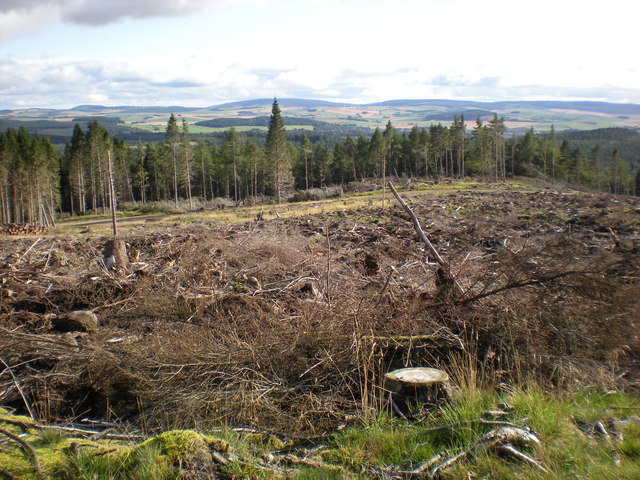 File:Clearfell in The Bin Forest - geograph.org.uk - 991529.jpg