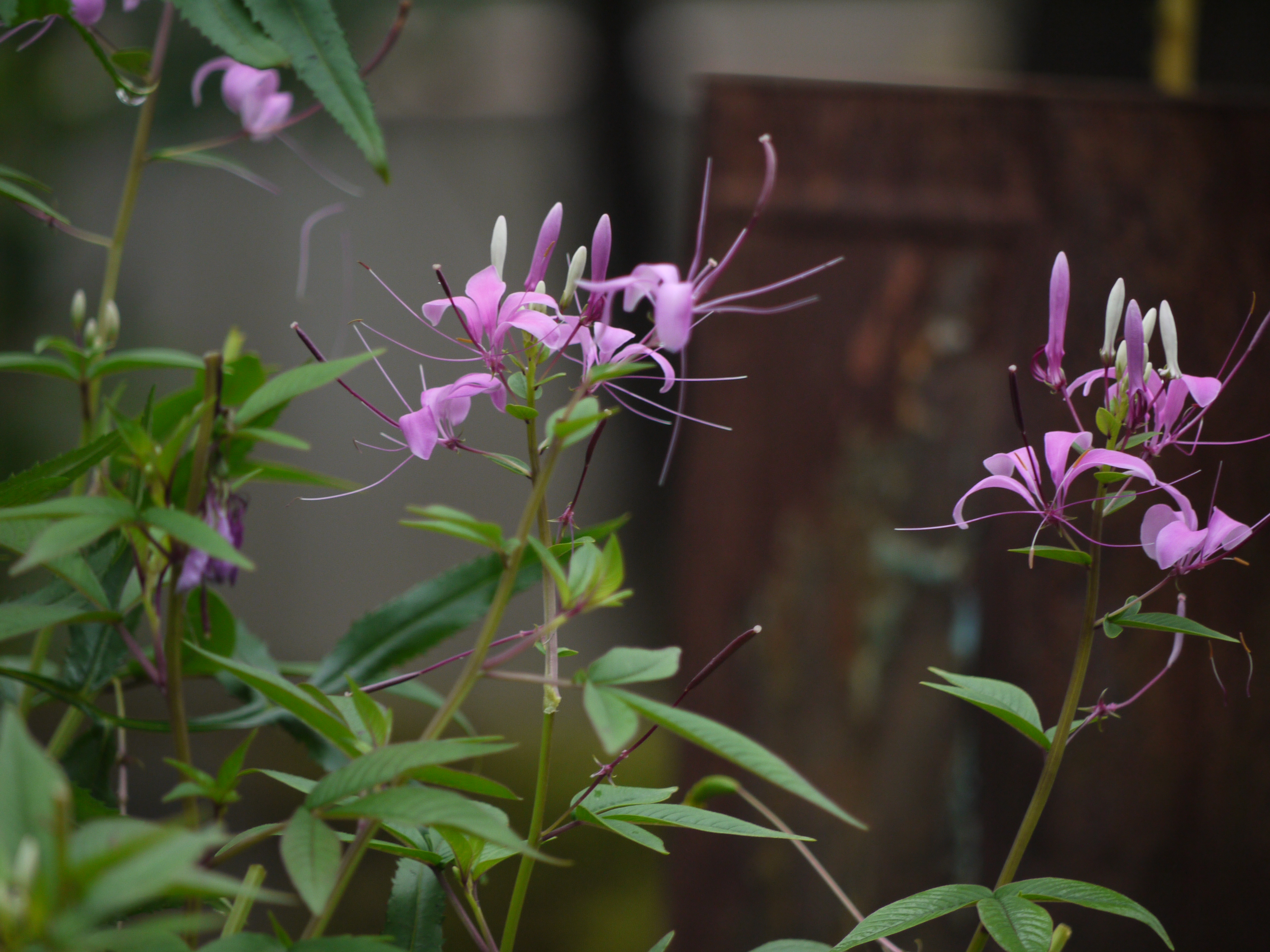 Cleoserrata speciosa