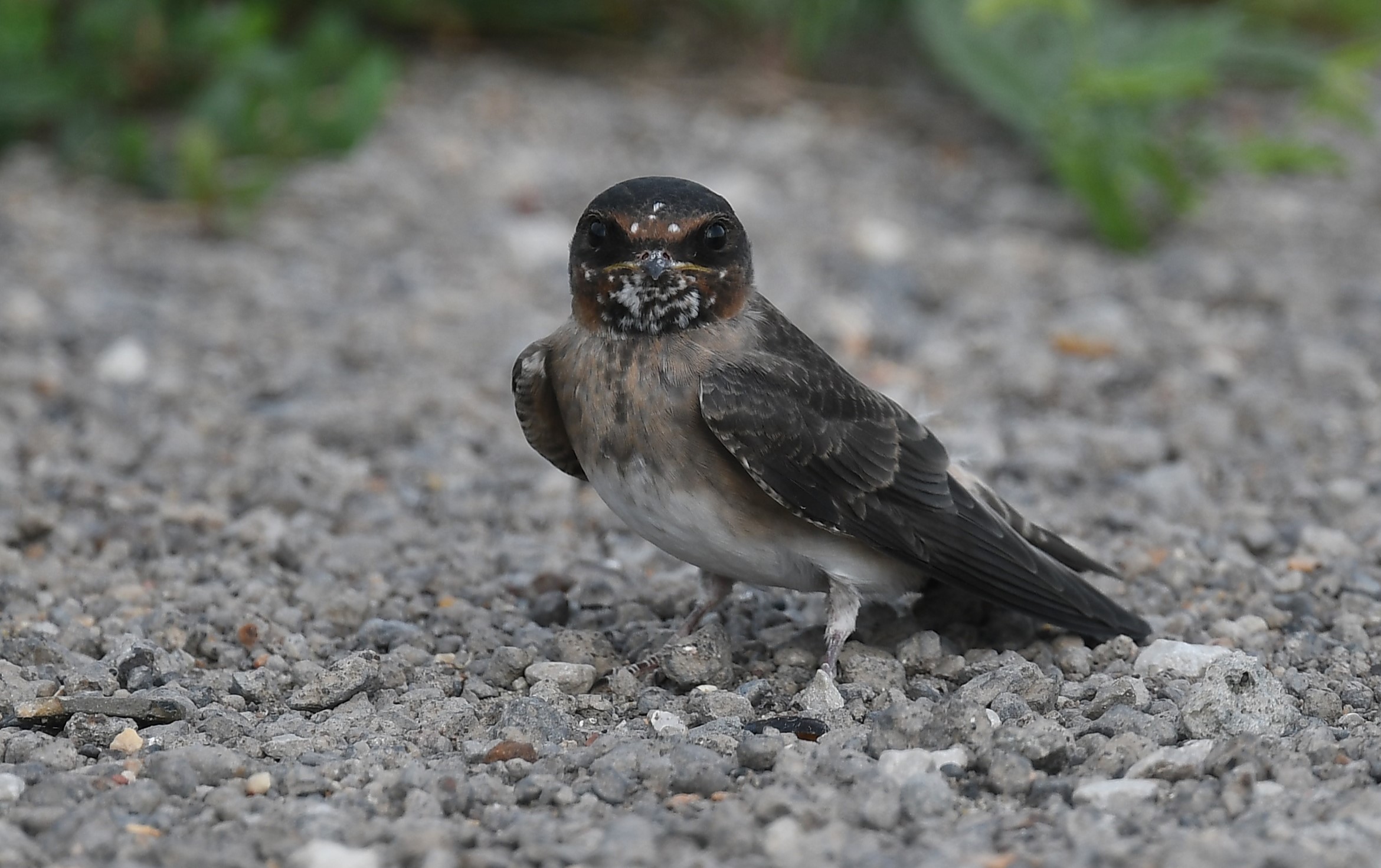 Cliff swallow птица.