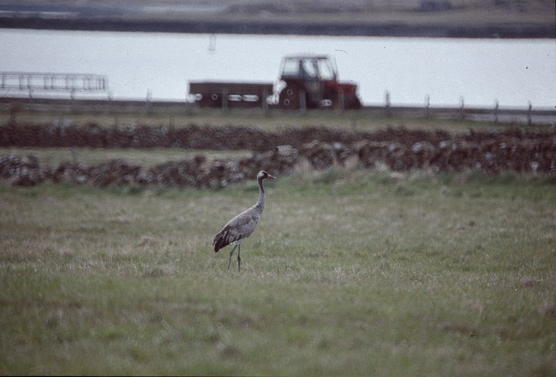 File:Common Crane (Grus grus), Baltasound - geograph.org.uk - 2293649.jpg