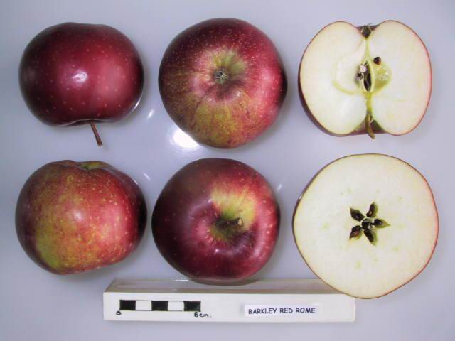 File:Cross section of Barkley Red Rome, National Fruit Collection (acc. 1969-064).jpg