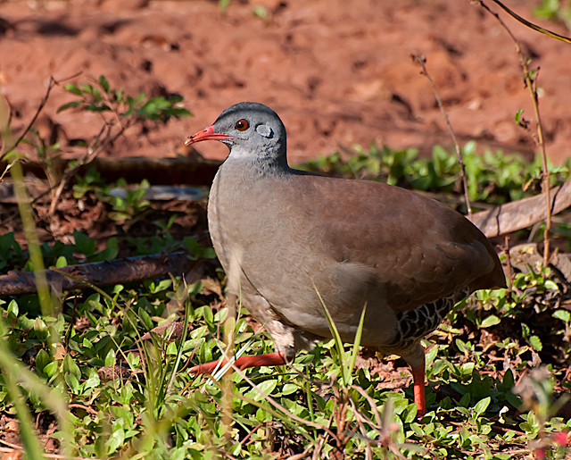 Crypturellus parvirostris 2