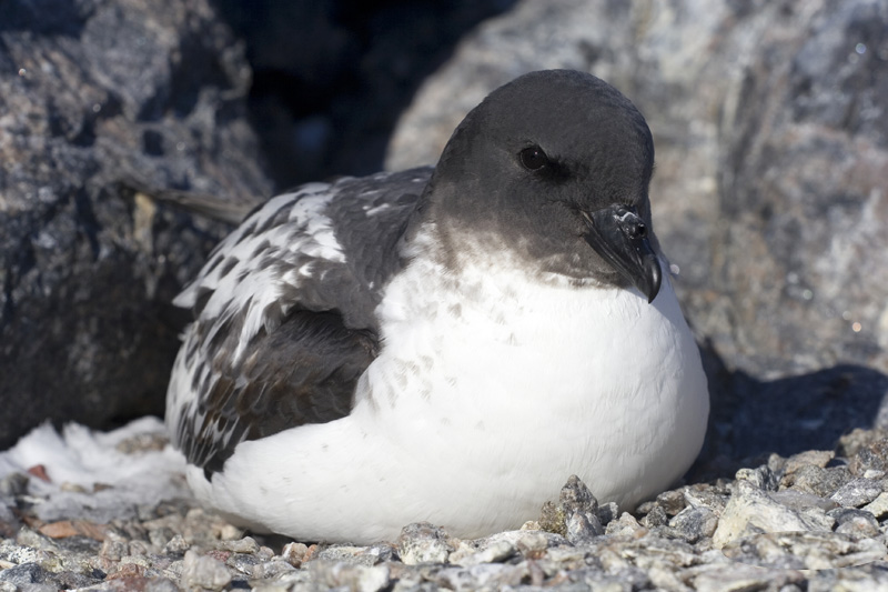 File:Damier du Cap - Daption capense - Cape Petrel.JPG