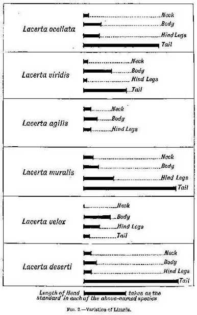 Fig 2 - Variations of Lizards