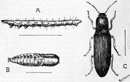 EB1911 Coleoptera - Fig. 18.—Wireworm.jpg