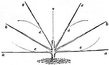 EB1911 Horticulture - Fig. 38.—Diagram illustrating Branch Distribution.jpg