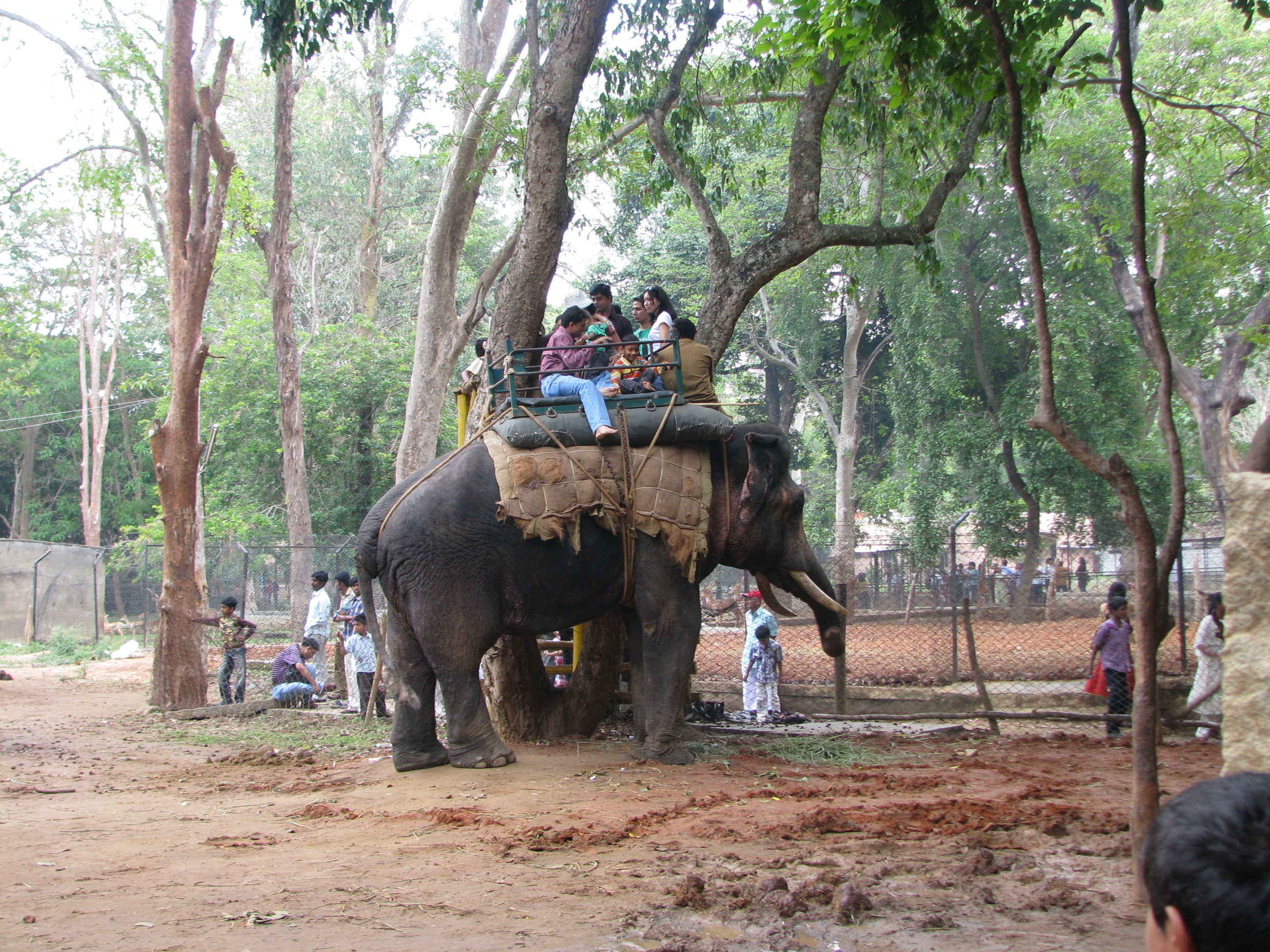 Elephant Rides & Splash