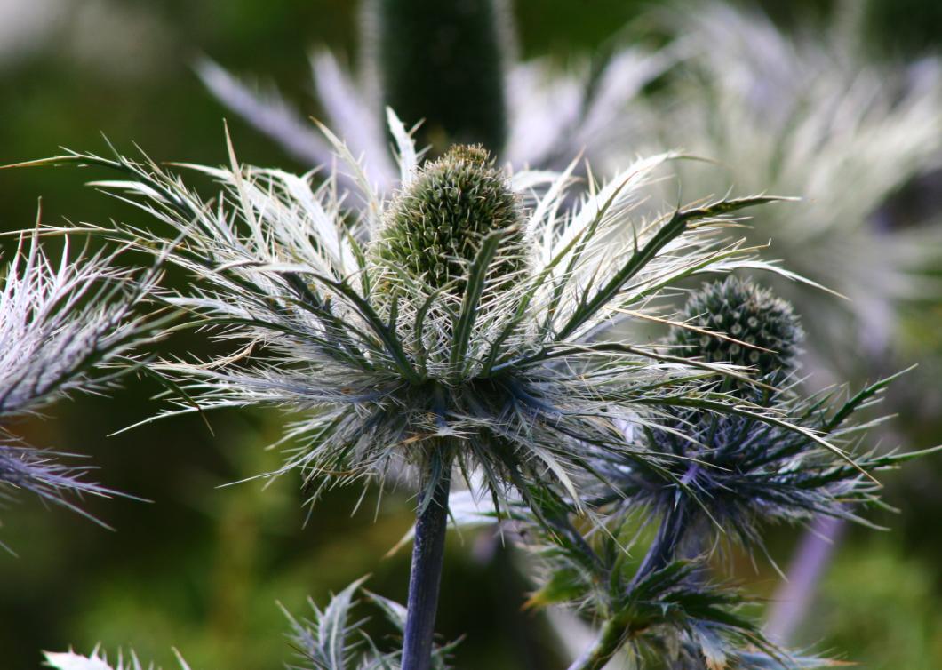 РЎРёРЅРµРіРѕР»РѕРІРЅРёРє Eryngium alpinum