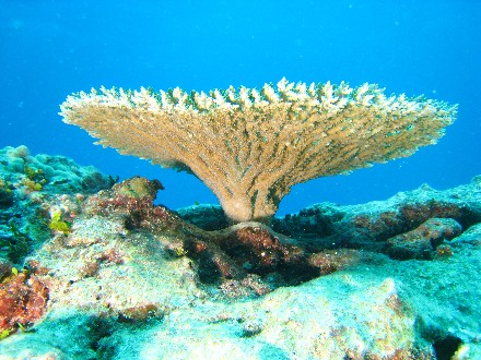Table coral, Acropora sp.