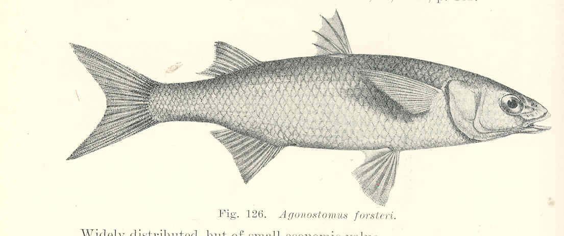 FMIB 45634 Agonostomus forsteri.jpeg