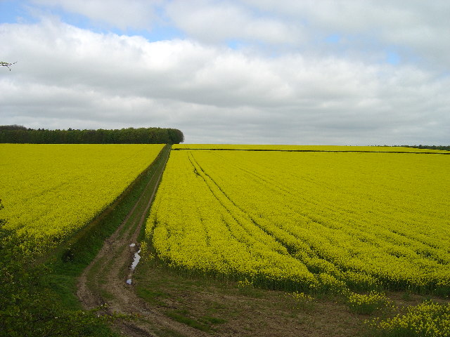 File:Footpath through oilseed rape - geograph.org.uk - 9730.jpg