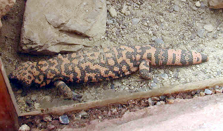 File:Gila.monster.750pix.jpg