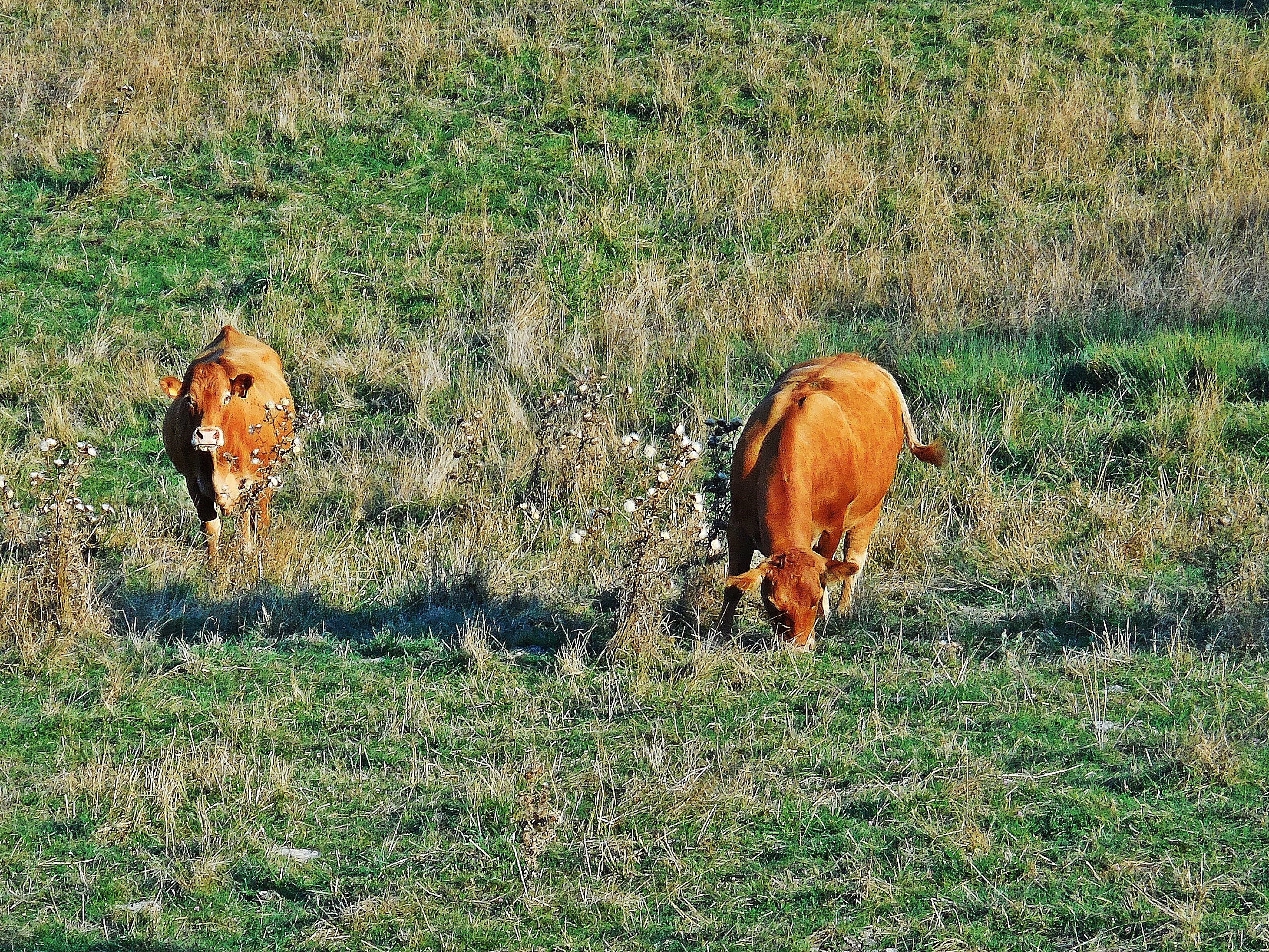 1 cows long tails