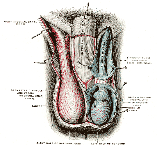 Male Sexual Anatomy  Penis, Scrotum and Testicles